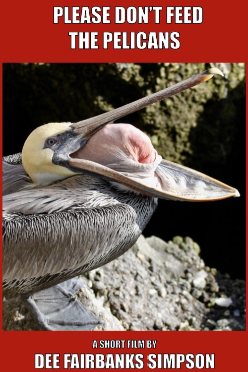 Dont Feed Pelicans Poster